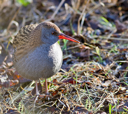 Water Rail