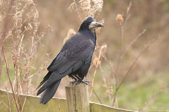 Rook