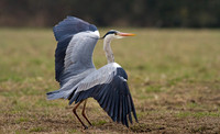 Grey Heron