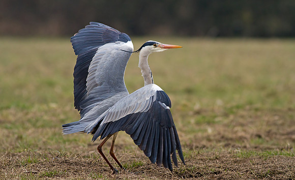 Grey Heron