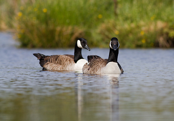 Canada Goose