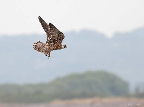 Peregrine falcon
