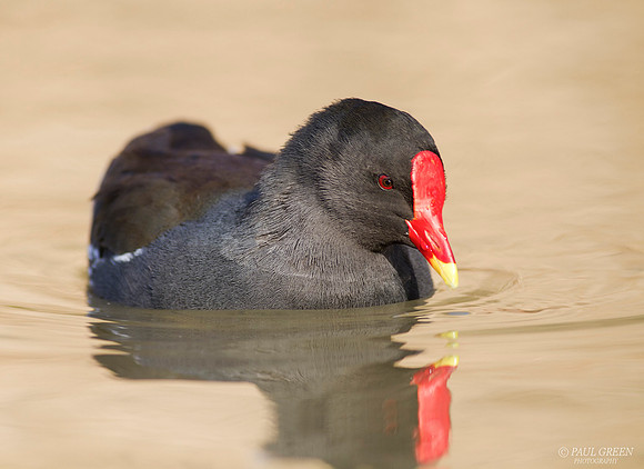 Moorhen