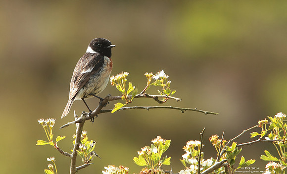 Stonechat male