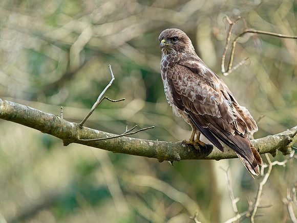 Buzzard
