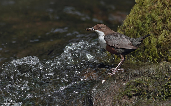 Dipper