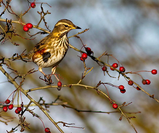 Redwing