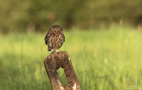 Little owl
