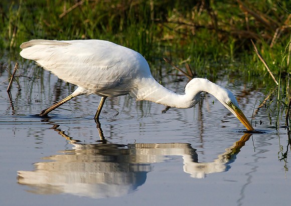Great White Egret