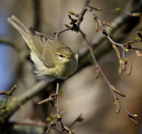 Chiffchaff