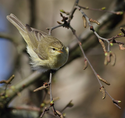 Chiffchaff