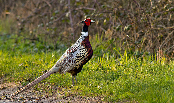 Pheasant male