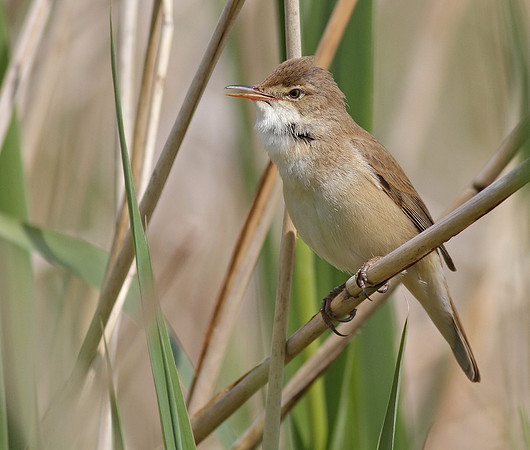 Reed warbler