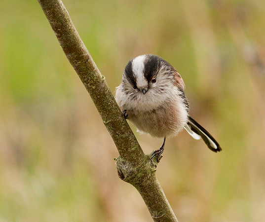 Long Tailed Tit