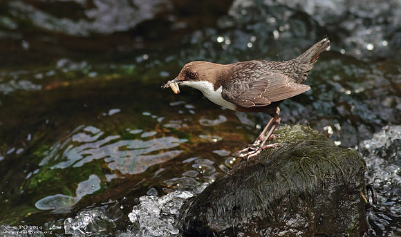 Dipper
