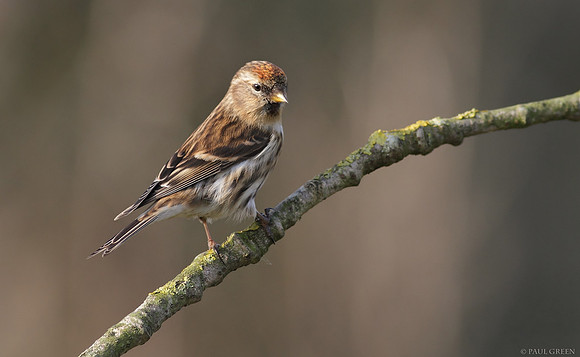 Redpoll