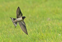 Swallow