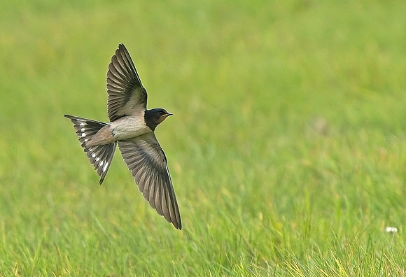 Swallow