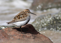 Dunlin