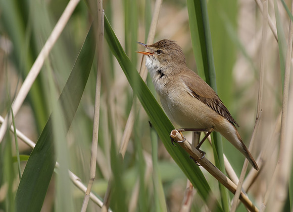 Reed warbler