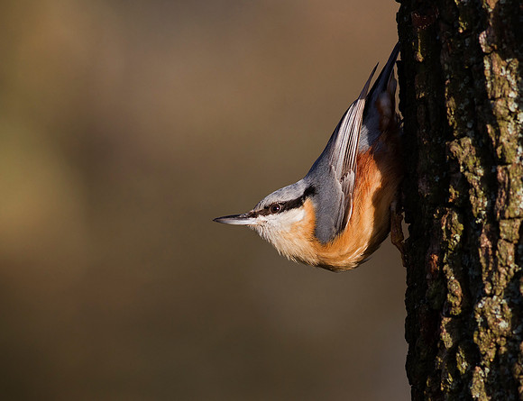 Nuthatch. Sitta europaea