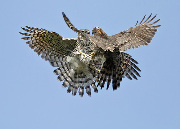 Sparrowhawk