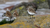 Dunlin