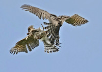 Sparrowhawk