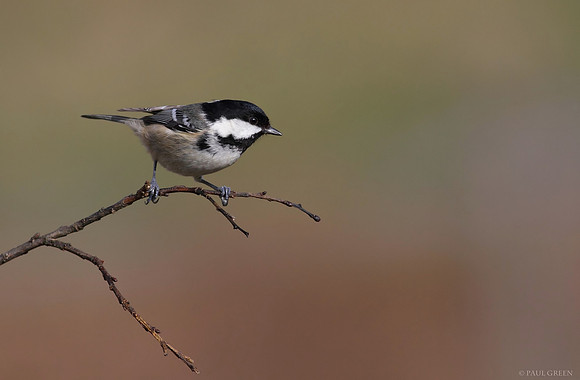 Coal tit