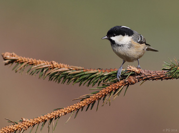 Coal tit
