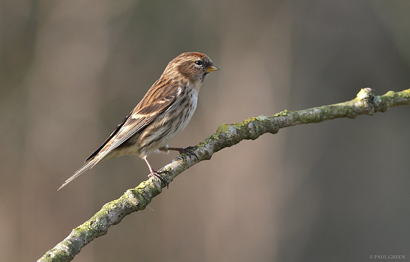 Redpoll