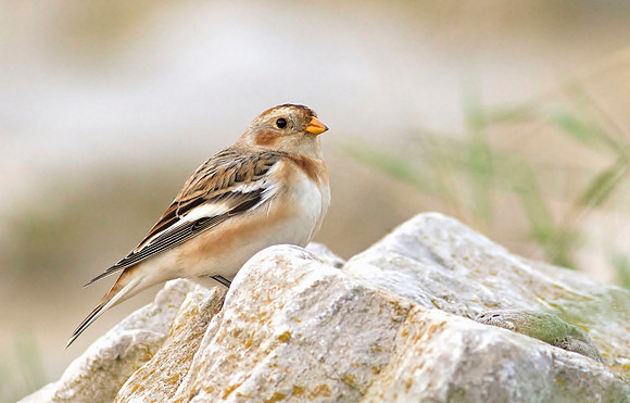 Snow Bunting Clevedon Coastline