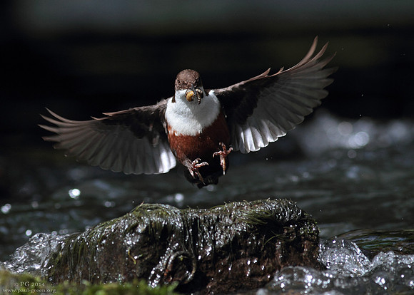 Dipper