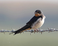Swallow