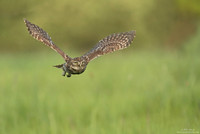 Little owl