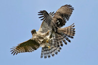 Sparrowhawk