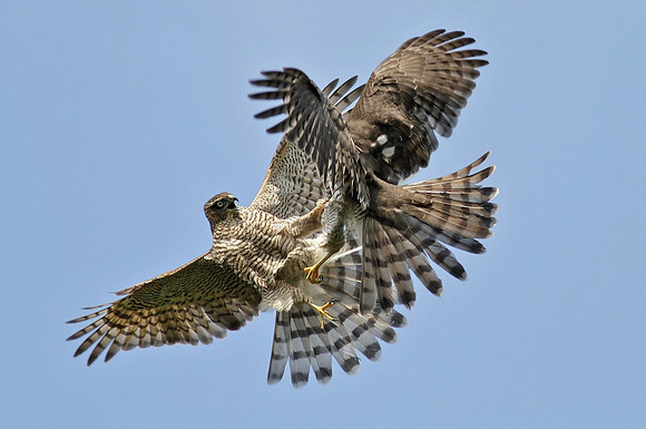 Sparrowhawk