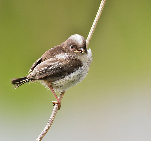 Long Tailed Tit Juvenile