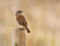 Dunnock
