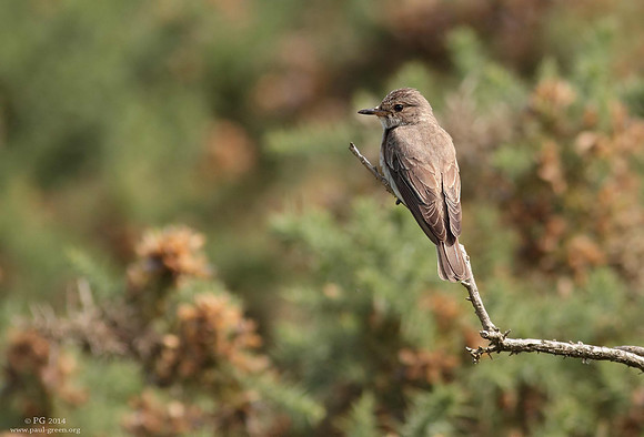 Spotted flycatcher