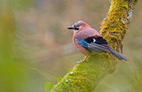 Jay