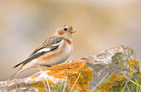 Snow Bunting