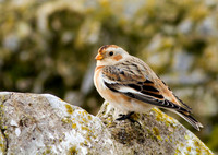Snow Bunting