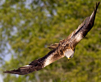 Red Kite