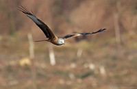 Red kite