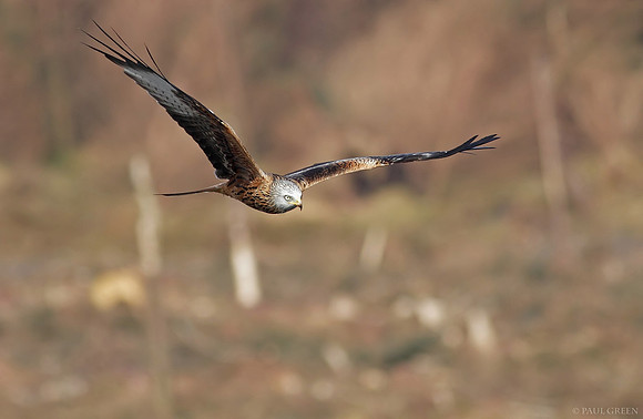 Red kite