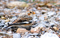 Snow Bunting