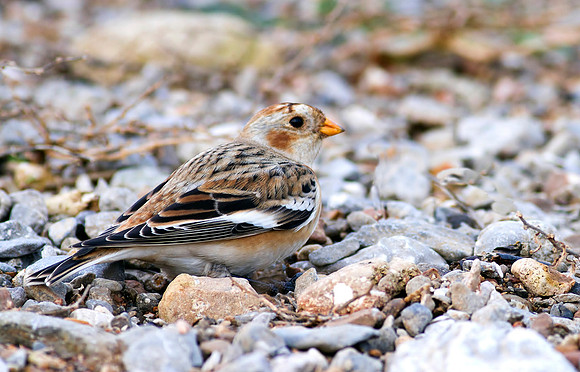 Snow Bunting