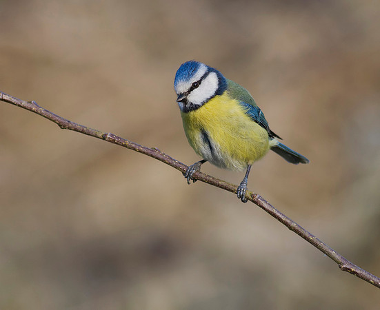 Blue tit