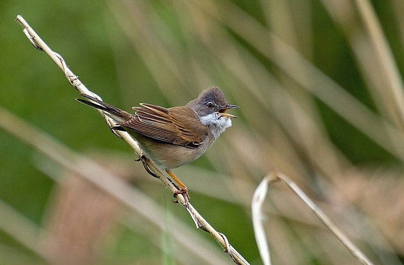 Whitethroat male
